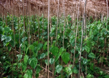 Pan Farming