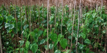 Pan Farming