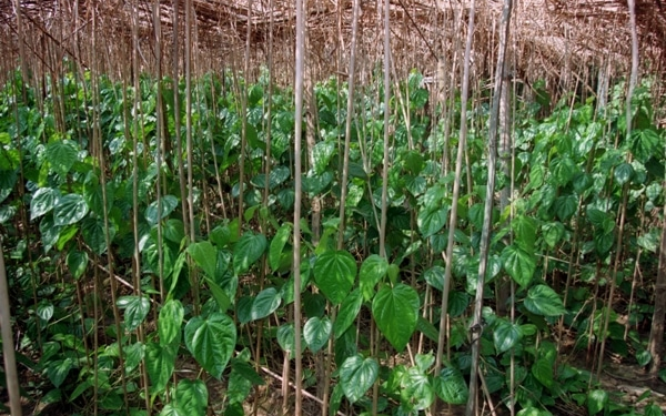 Pan Farming