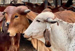 Panchagavya Farming
