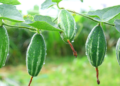 Parwal Farming