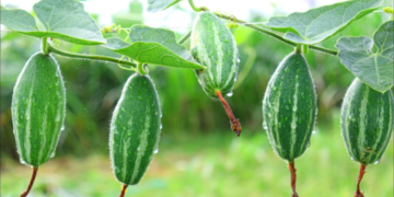 Parwal Farming
