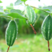 Parwal Farming