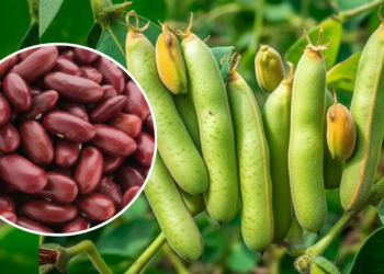 Rajma Ki Kheti