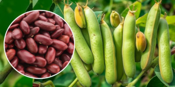 Rajma Ki Kheti