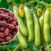 Rajma Ki Kheti