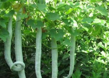 Snake Gourd Farming