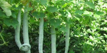 Snake Gourd Farming