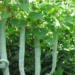 Snake Gourd Farming