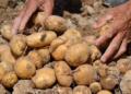 UP Potato Farmers