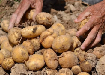 UP Potato Farmers