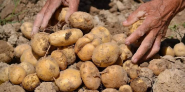 UP Potato Farmers