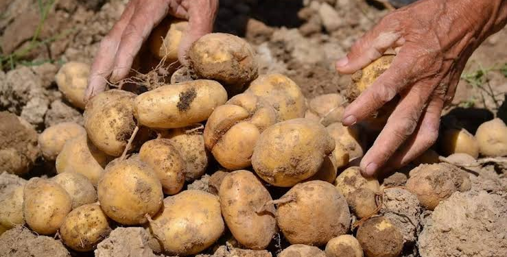 UP Potato Farmers