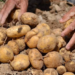 UP Potato Farmers