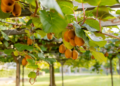 Kiwi Farming