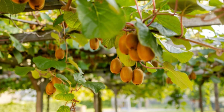 Kiwi Farming
