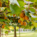 Kiwi Farming