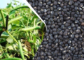 Urad Farming
