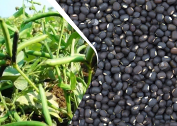 Urad Farming