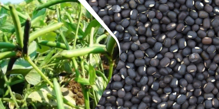 Urad Farming