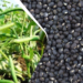 Urad Farming