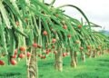 PAU के कुलपति की वैज्ञानिकों को सलाह: Dragon Fruit और Oilseed Crops को दें बढ़ावा, Paddy का विकल्प अपनाने पर जोर