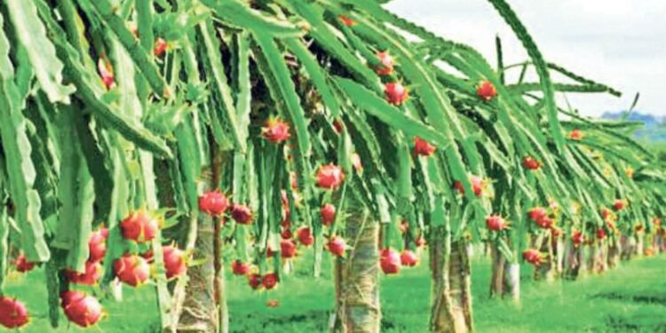 PAU के कुलपति की वैज्ञानिकों को सलाह: Dragon Fruit और Oilseed Crops को दें बढ़ावा, Paddy का विकल्प अपनाने पर जोर