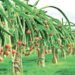 PAU के कुलपति की वैज्ञानिकों को सलाह: Dragon Fruit और Oilseed Crops को दें बढ़ावा, Paddy का विकल्प अपनाने पर जोर