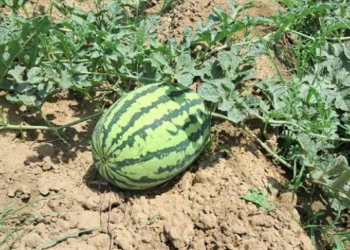 Watermelon Farming