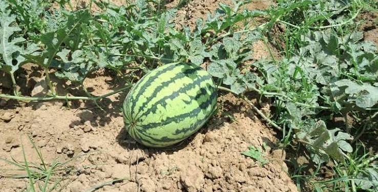 Watermelon Farming