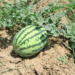 Watermelon Farming
