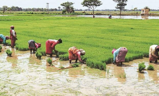 Women Agripreneurs