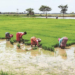 Women Agripreneurs