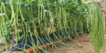 Barbat iFarming