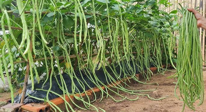 Barbat iFarming