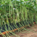 Barbat iFarming
