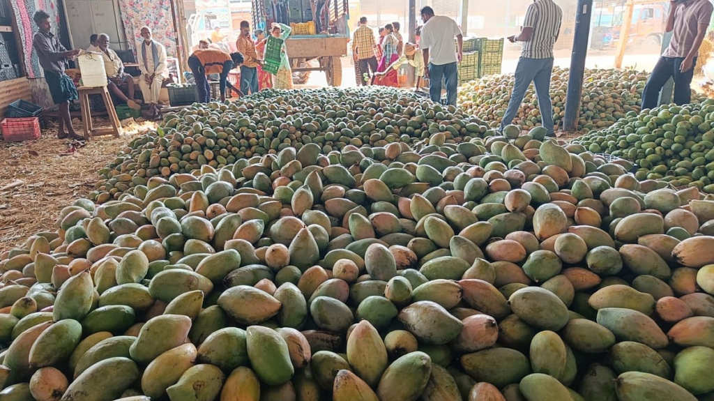 Mango Development Scheme