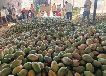 Mango Development Scheme