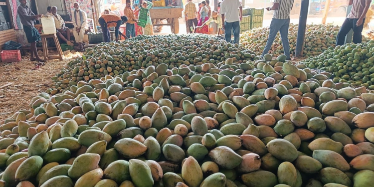 Mango Development Scheme