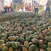 Mango Development Scheme