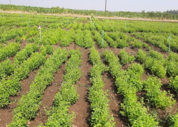 Kulthi Cultivationv