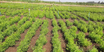 Kulthi Cultivationv