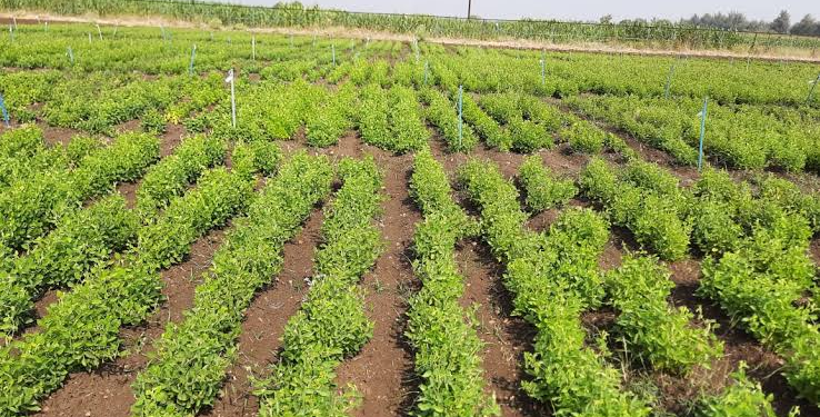 Kulthi Cultivationv