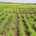 Kulthi Cultivationv