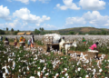 Mission Cotton Productivity