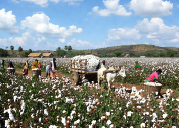 Mission Cotton Productivity