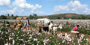 Mission Cotton Productivity