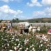Mission Cotton Productivity