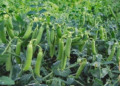 Pea Farming in India