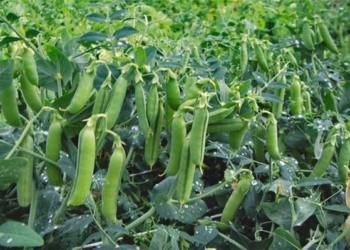 Pea Farming in India